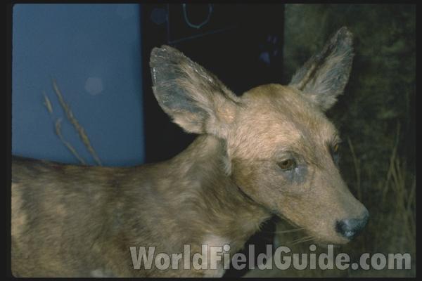 Zoo Image<br>(Location of Picture: Woodland Zoo, Seattle, Wa USA, '04)