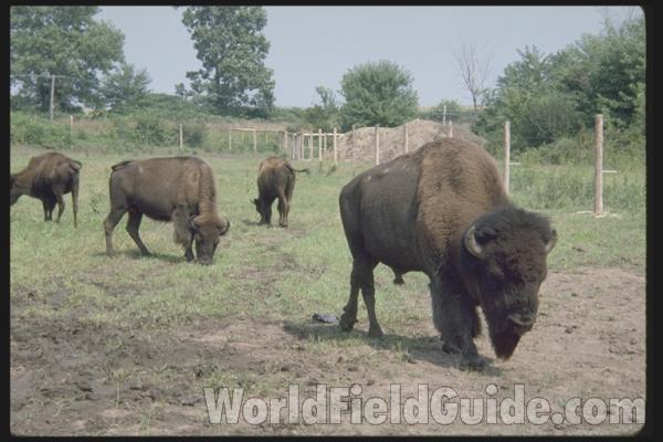 Display Farm Animal<br>(Location of Picture: Grayslake, Illinois, USA)