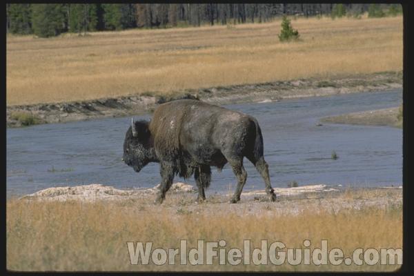 <br>(Location of Picture: Yellowstone Park, USA)<br>(Location of Picture: Yellowstone Park, USA)