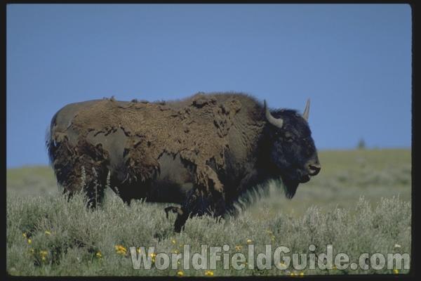 <br>(Location of Picture: Yellowstone Park, USA)