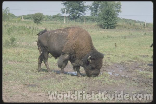 Display Farm Animal<br>(Location of Picture: Grayslake, Illinois, USA)
