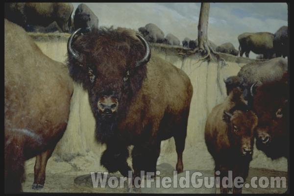 Adult<br>(Location of Picture: Omak, Washington, USA, 2008)