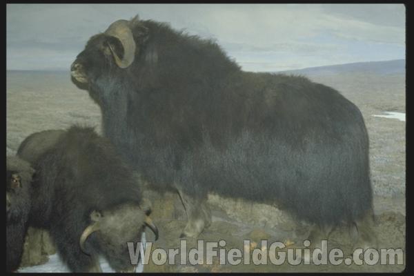 Museum Image<br>(Location of Picture: FMNH of Chicago)