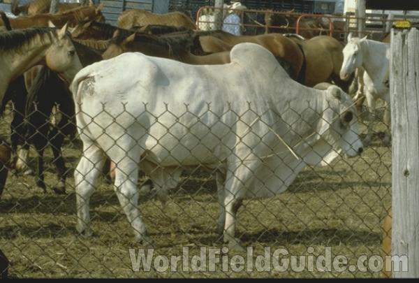 Bull<br>(Location of Picture: Omak, Washington, USA, 2008)<br>(Location of Picture: County Fair, Il, USA)