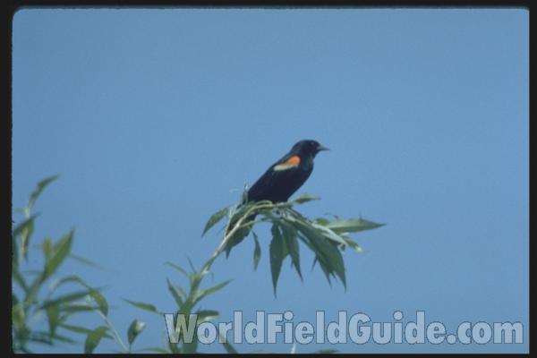 Habitat View Of Male<br>(Location of Picture: Lake County, Illinois, USA)