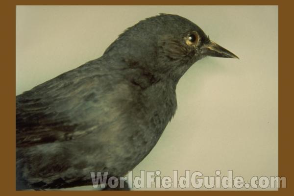 Museum Specimen<br>(Location of Picture: FMNH of Chicago)