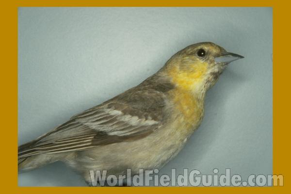 Female - Side View Mounted<br>(Location of Picture: FMNH of Chicago)