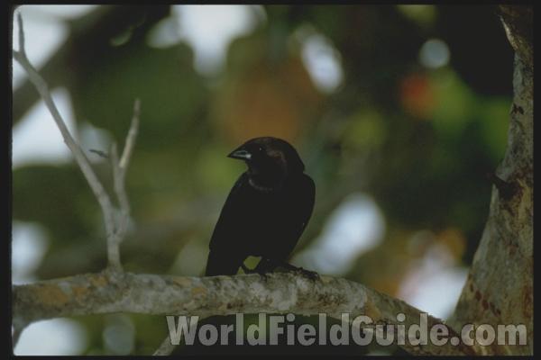 Male<br>(Location of Picture: Florida, USA)