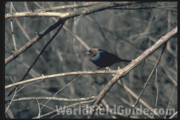 Male<br>(Location of Picture: Florida, USA)<br>(Location of Picture: Illinois, USA)
