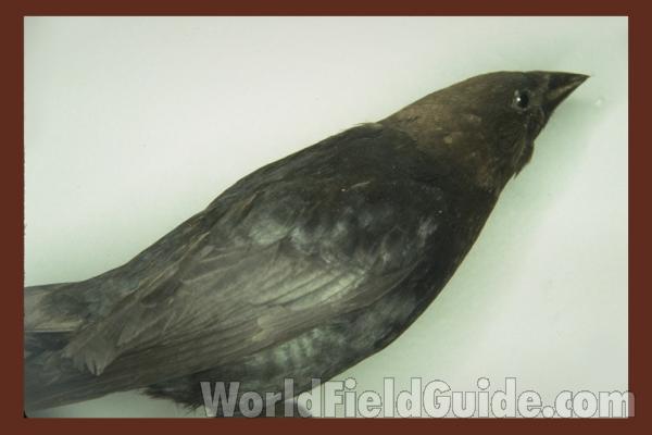 Male<br>(Location of Picture: FMNH of Chicago)