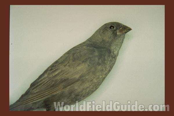 Female<br>(Location of Picture: FMNH of Chicago)