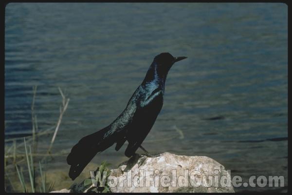 Side View of Male in Habitat<br>(Location of Picture: Florida, USA)