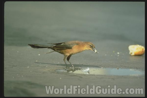 Side View of Female in Habitat<br>(Location of Picture: Florida, USA)