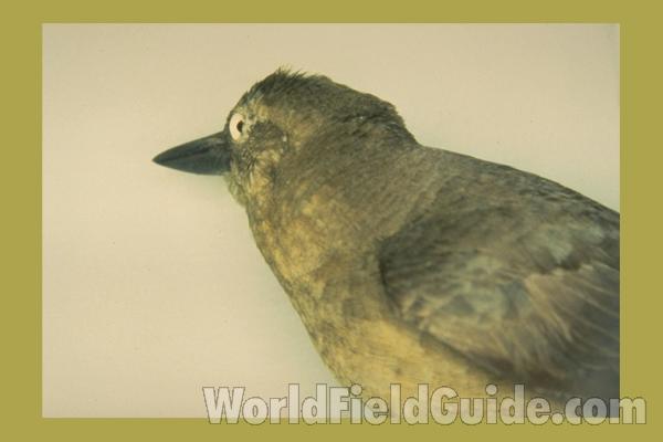 Mounted Specimen - Female - Side View of Head<br>(Location of Picture: FMNH of Chicago)