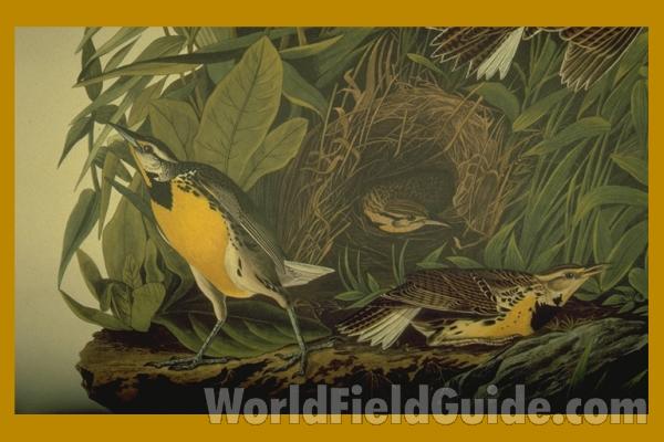Female and Young - Different Coloring<br>(Location of Picture: Audubon Painting)
