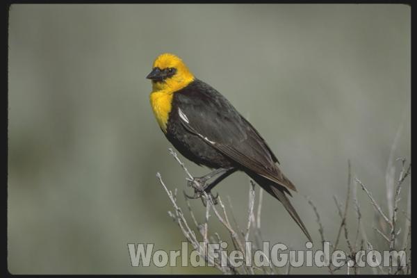 In Habitat<br>(Location of Picture: Grand Tetons, USA)