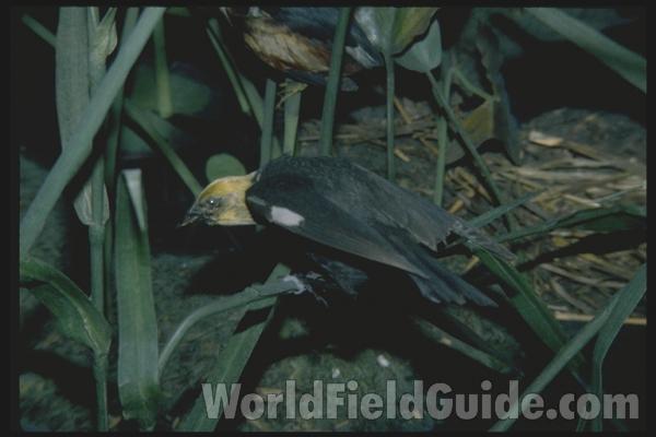 Male in  Bioscape<br>(Location of Picture: FMNH of Chicago)