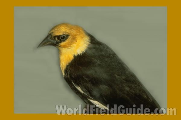 Male - Side View Of Head and Shoulder<br>(Location of Picture: Field Museum of Natural History)