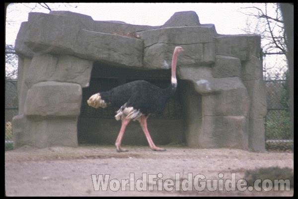 Male<br>(Location of Picture: Zoo)