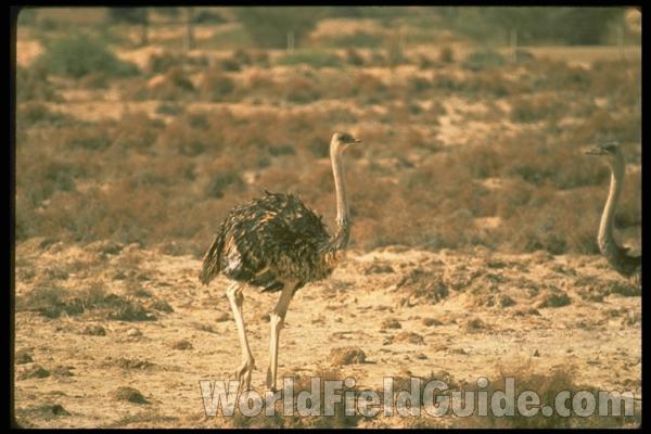 Habitat View<br>(Location of Picture: Israel)