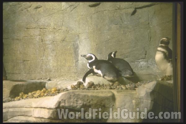 Zoo Image<br>(Location of Picture: Woodland Zoo, Seattle, Wa, USA)<br>(Location of Picture: Shedd Aquarium, Chicago, Illinois)
