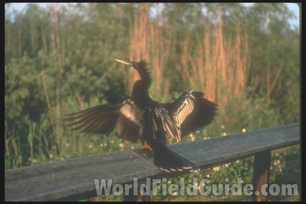 Habitat View<br>(Location of Picture: Everglades, Florida, USA)