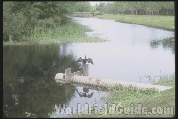 Habitat View<br>(Location of Picture: North  Florida, USA)