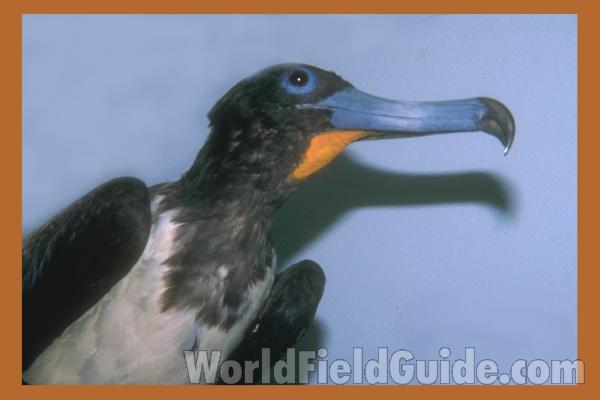 Museum Specimen<br>(Origin of the Specimen: FMNH of Chicago)