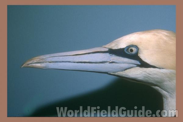 Museum Image<br>(Origin of the Specimen: FMNH of Chicago)