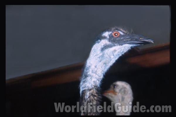 Silhoutte - Front View<br>(Location of Picture: Dallas Zoo, Texas, USA, Jan 2010)