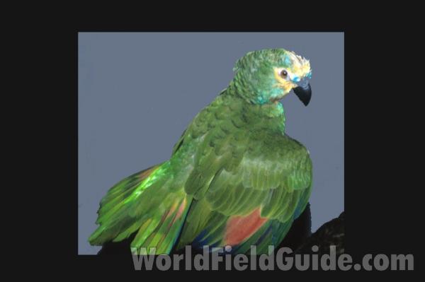Side View in Pet Store<br>(Location of Picture: Pet Store, N. Illinois, 2011)