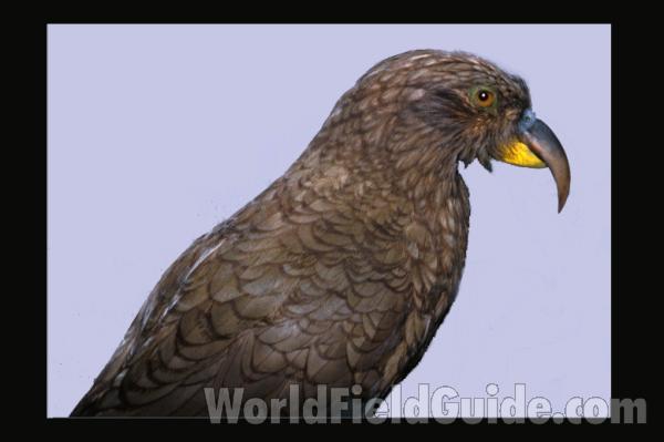Zoo Image<br>(Location of Picture: Woodland Zoo, Seattle, Wa, USA)