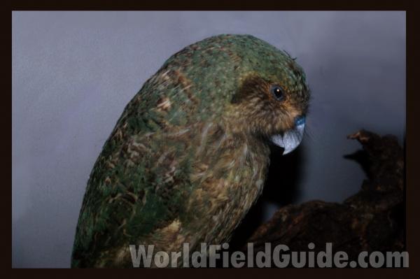 Moutned Specimen<br>(Origin of the Specimen: FMNH, Chicago)