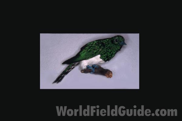 Female<br>(Origin of the Specimen: Color Painting)<br>(Location of Picture: FMNH - Chicago)