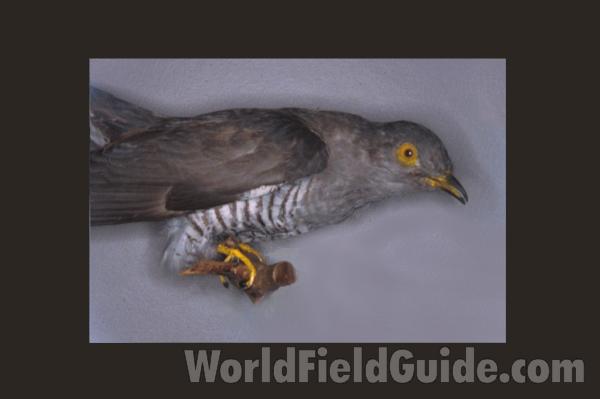 Male in Front, with Young Fed by a Wagtail<br>(Origin of the Specimen: Painting, ssp canorus, John Gould)