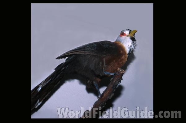 Single Example with Two in Distant Rear<br>(Origin of the Specimen: John Gould Painting)