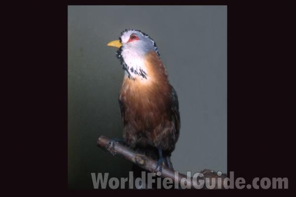 Single Example with Two in Distant Rear<br>(Origin of the Specimen: John Gould Painting)