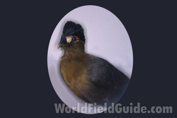 Mostly Head - Mounted Specimen<br>(Origin of the Specimen: CNHM - Illinois)