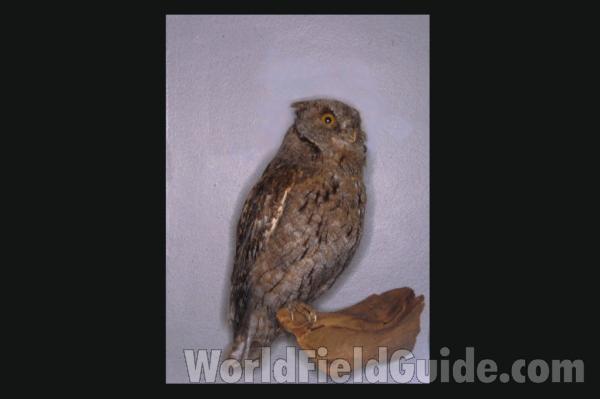 Angle View - On Large Branch<br>(Origin of the Specimen: Color Image, East African Book)<br>(Location of Picture: FMNH - Chicago)