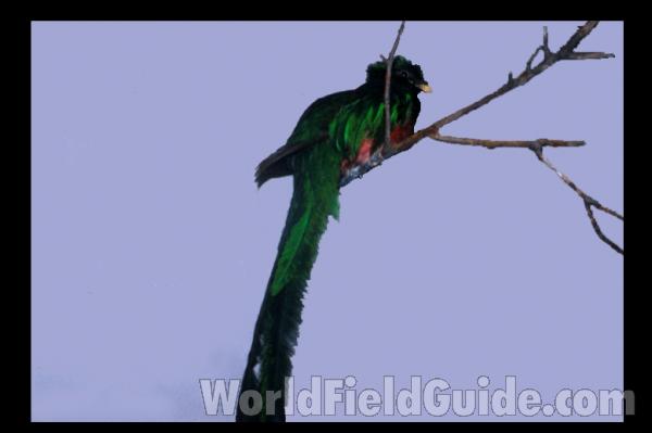 Birds of the New World by John Gould<br>(Origin of the Specimen: Painting, ssp mocinno)