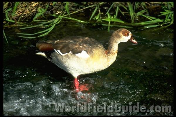 Mounted With Background<br>(Location of Picture: Cabelas, Texas, USA, 2009)<br>(Location of Picture: Africa)