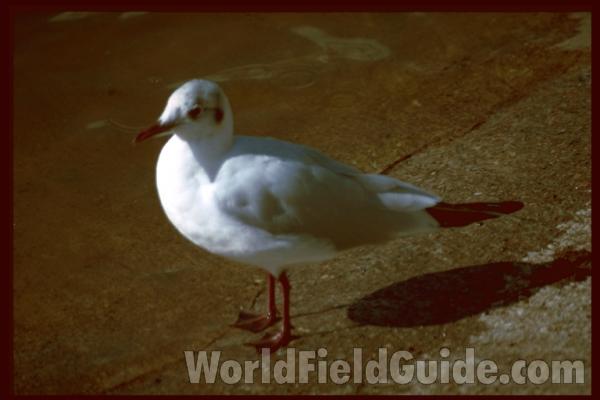 <br>(Location of Picture: Natural Zoo, England)<br>(Location of Picture: Natural Zoo, England)<br>(Location of Picture: Turkey, Asia)