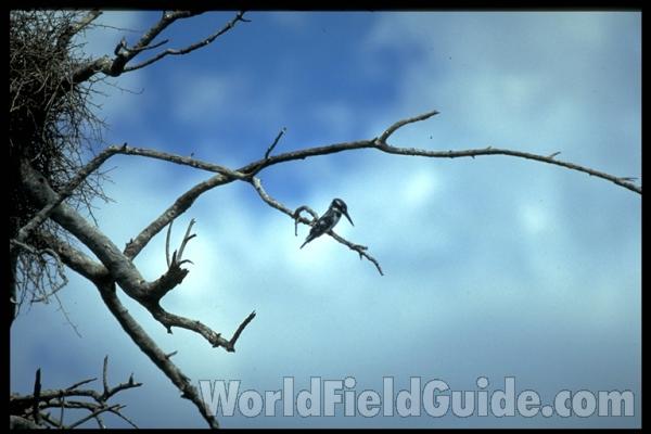 Side View, Two Perched Examples<br>(Origin of the Specimen: Line Drawing)