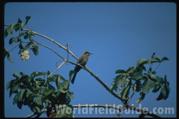 Side View Showing Red Breast<br>(Origin of the Specimen: Color Painting - Roberts)