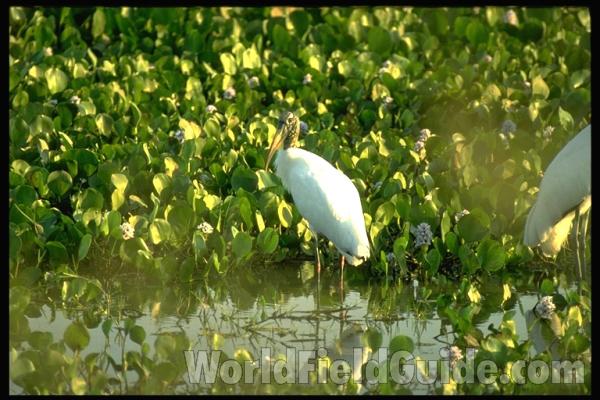In Natural Habitat<br>(Location of Picture: Brazil, Pantanal)