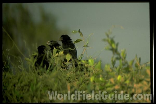 Habitat View<br>(Location of Picture: Pantanal, Brazil)