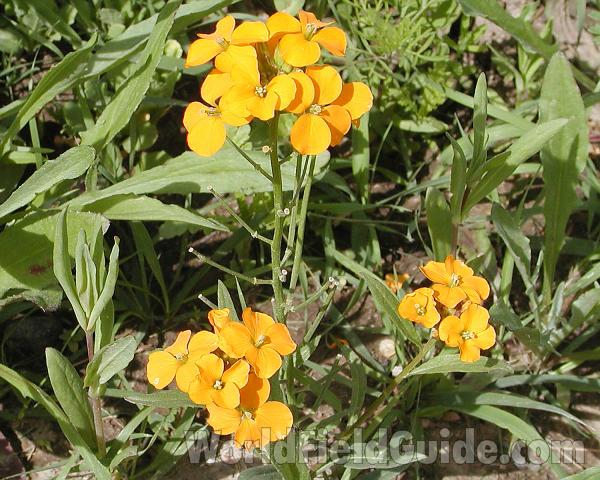 Top Of Plant<br>(Location of Picture: Omak Garden, Washington, USA)