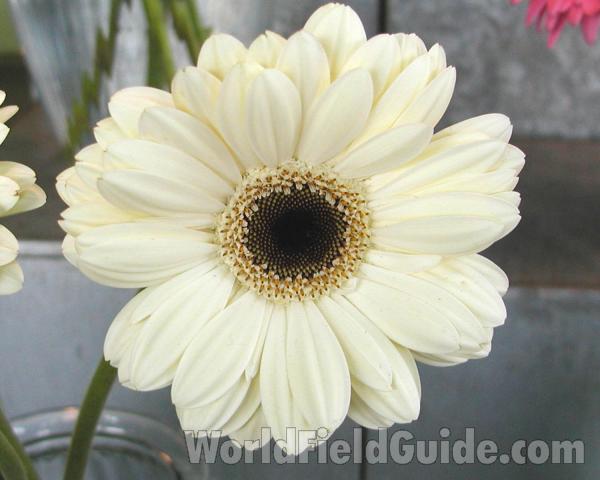 White Flower<br>(Location of Picture: Seattle Garden, Washington, USA)