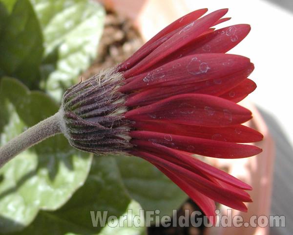 Red Flower - Side View<br>(Location of Picture: Seattle Garden, Washington, USA)