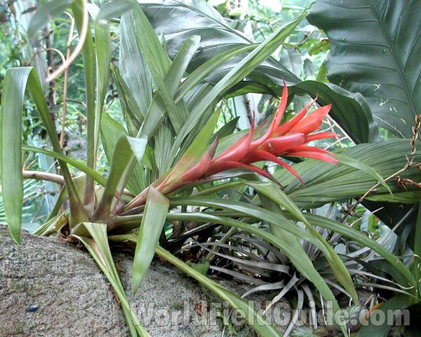Side View<br>(Location of Picture: Seattle Garden, Washington, USA)